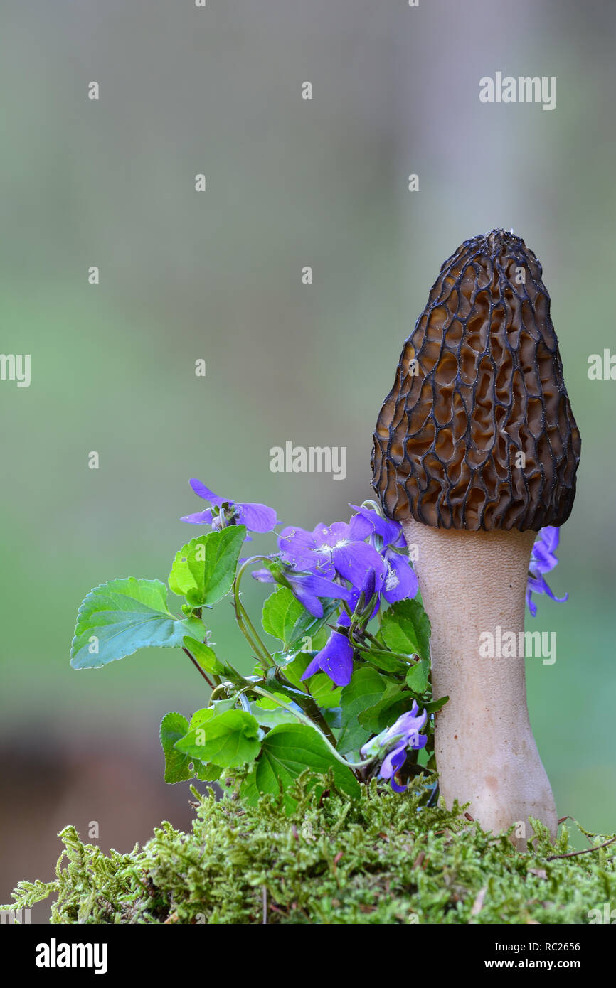 Inizio della primavera nera del fungo Morel o Morchella conica che cresce in un muschio insieme con la molla viola selvatica contro verde sfondo bokeh di fondo Foto Stock