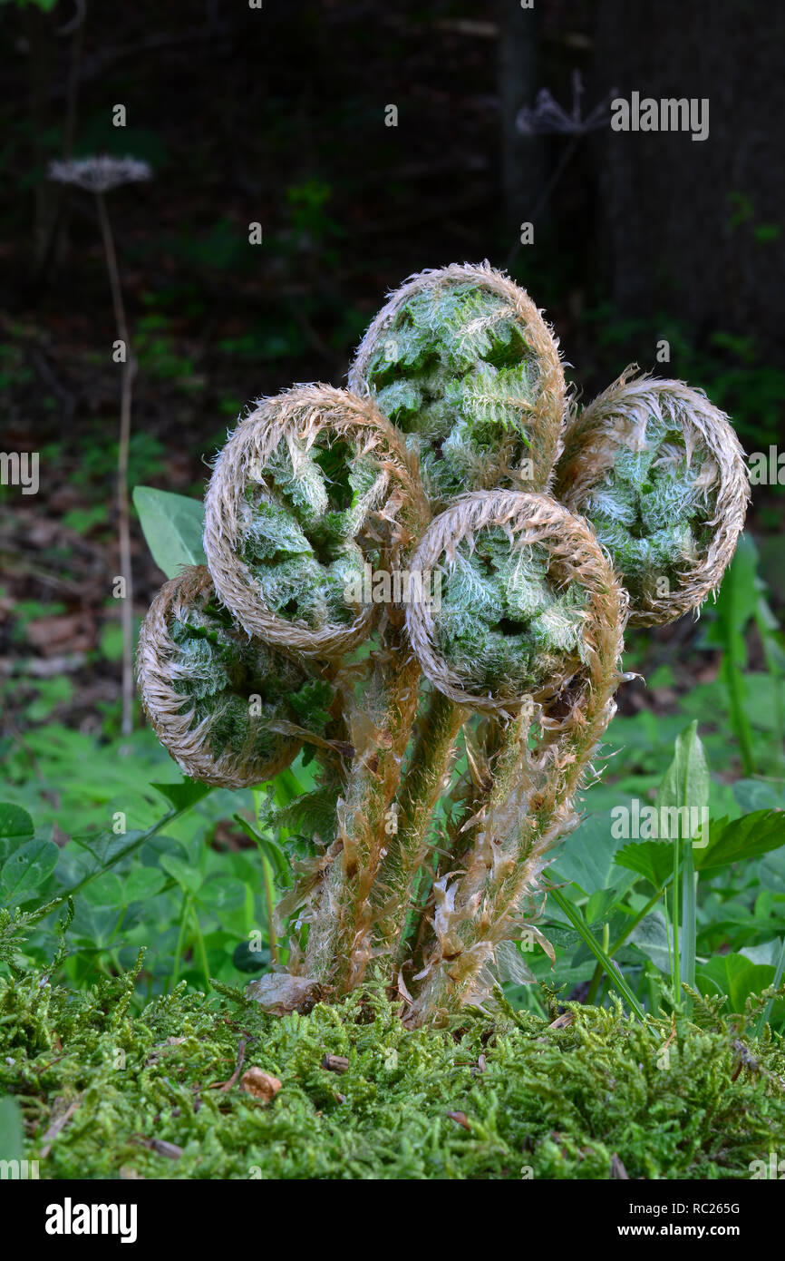 Cinque giovani primavera gemme di felce, delizioso cibo selvatico, come insalata o fritte, eccellente per molla di pulizia del sangue, vista ravvicinata, orientamento verticale Foto Stock