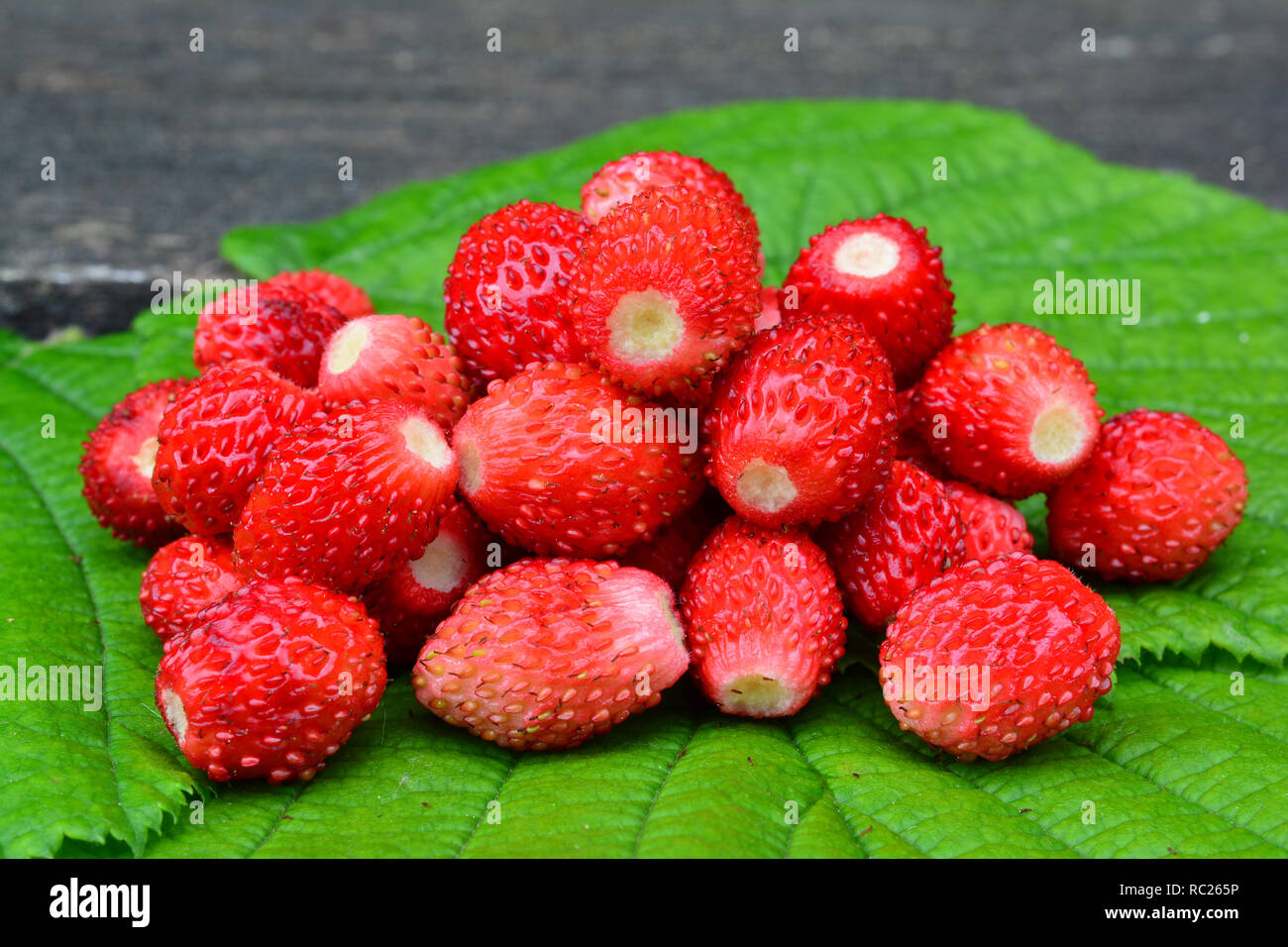 Vista ravvicinata del mucchio di fresco, mature aromatico e frutti di bosco, fragole selvatiche sul verde foglia di nocciole Foto Stock
