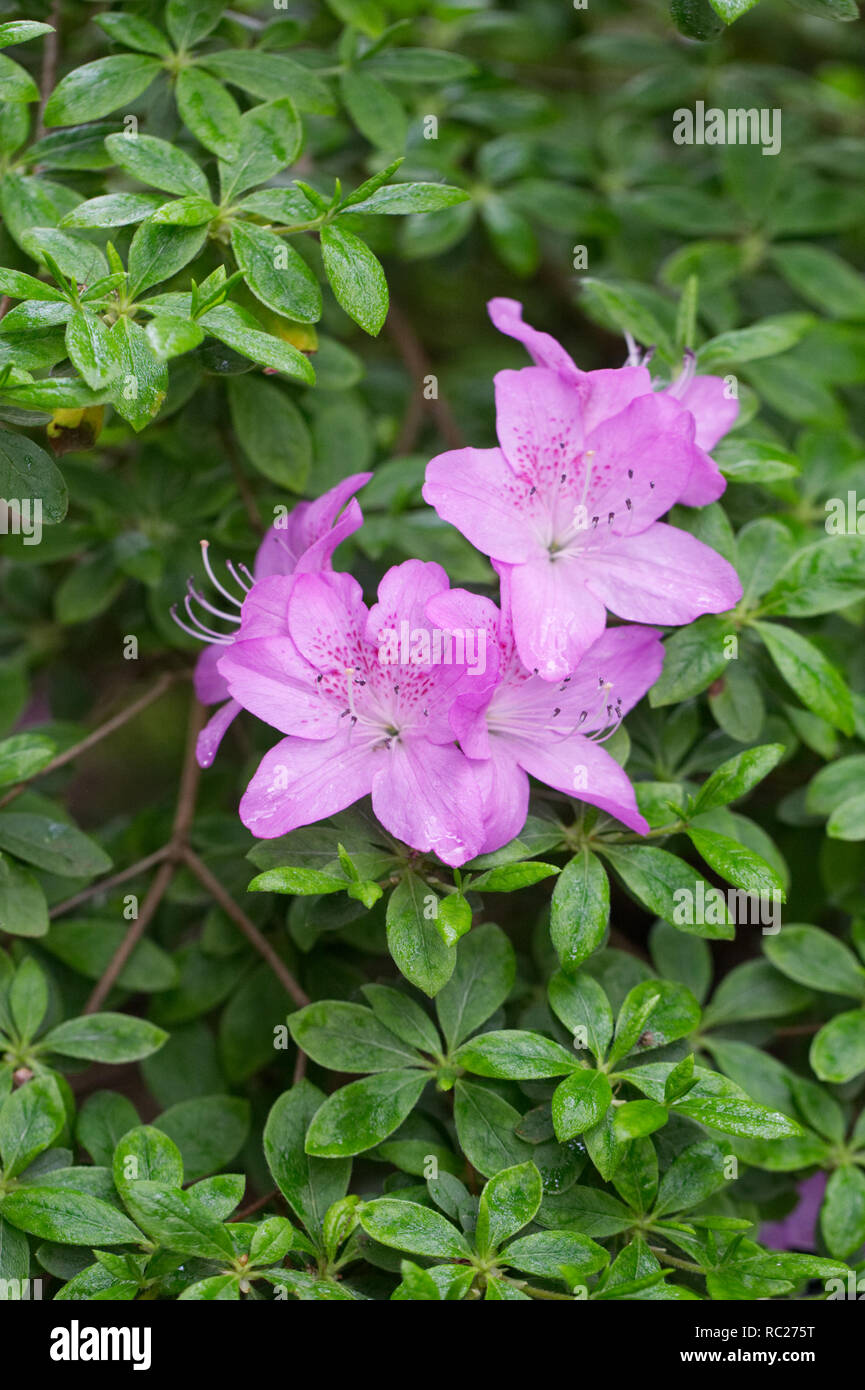 Rhododendron 'Beattie' Fiori. Foto Stock