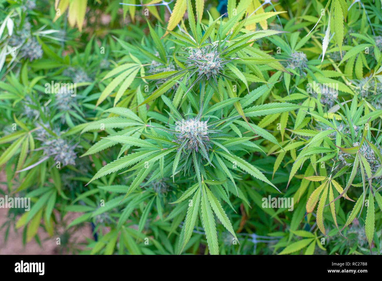 California outdoor marijuana cresciuta in particolare il ceppo viola punzone. Non rifilate sulla pianta. Foto Stock