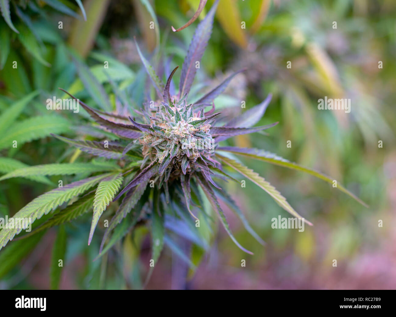 California outdoor marijuana cresciuta in particolare il ceppo viola punzone. Non rifilate sulla pianta. Foto Stock