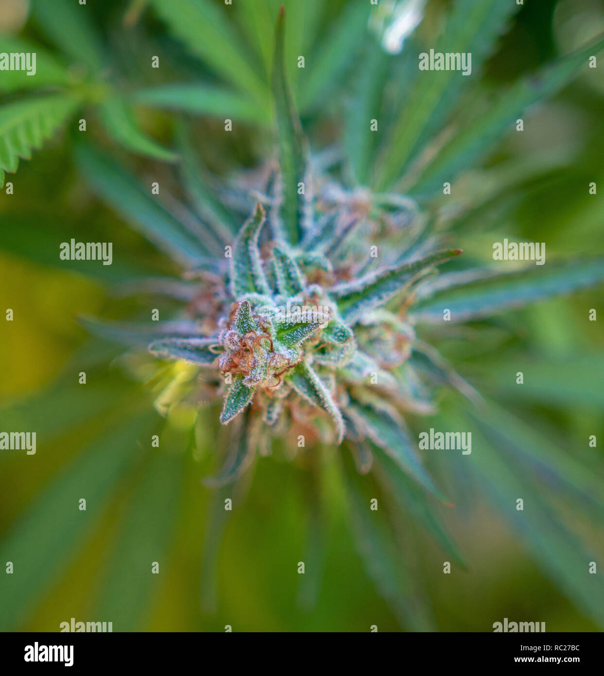 California outdoor marijuana cresciuta in particolare il ceppo viola punzone. Non rifilate sulla pianta. Foto Stock