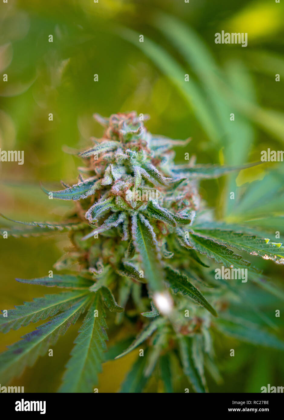 California outdoor marijuana cresciuta in particolare il ceppo viola punzone. Non rifilate sulla pianta. Foto Stock