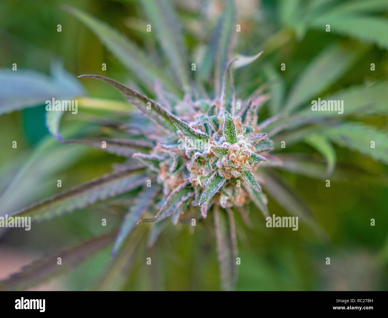 California outdoor marijuana cresciuta in particolare il ceppo viola punzone. Non rifilate sulla pianta. Foto Stock