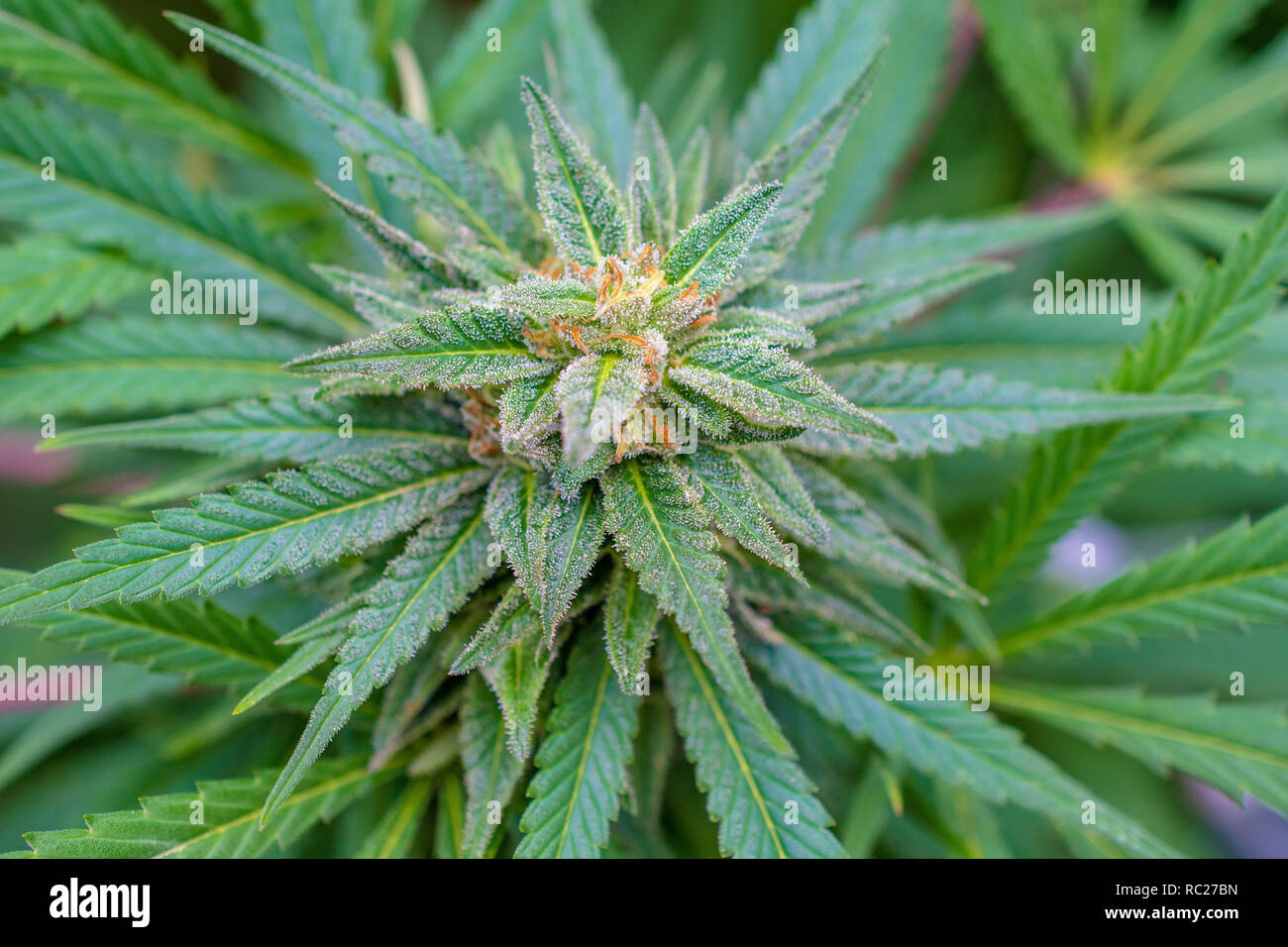 California outdoor marijuana cresciuta in particolare il ceppo viola punzone. Non rifilate sulla pianta. Foto Stock