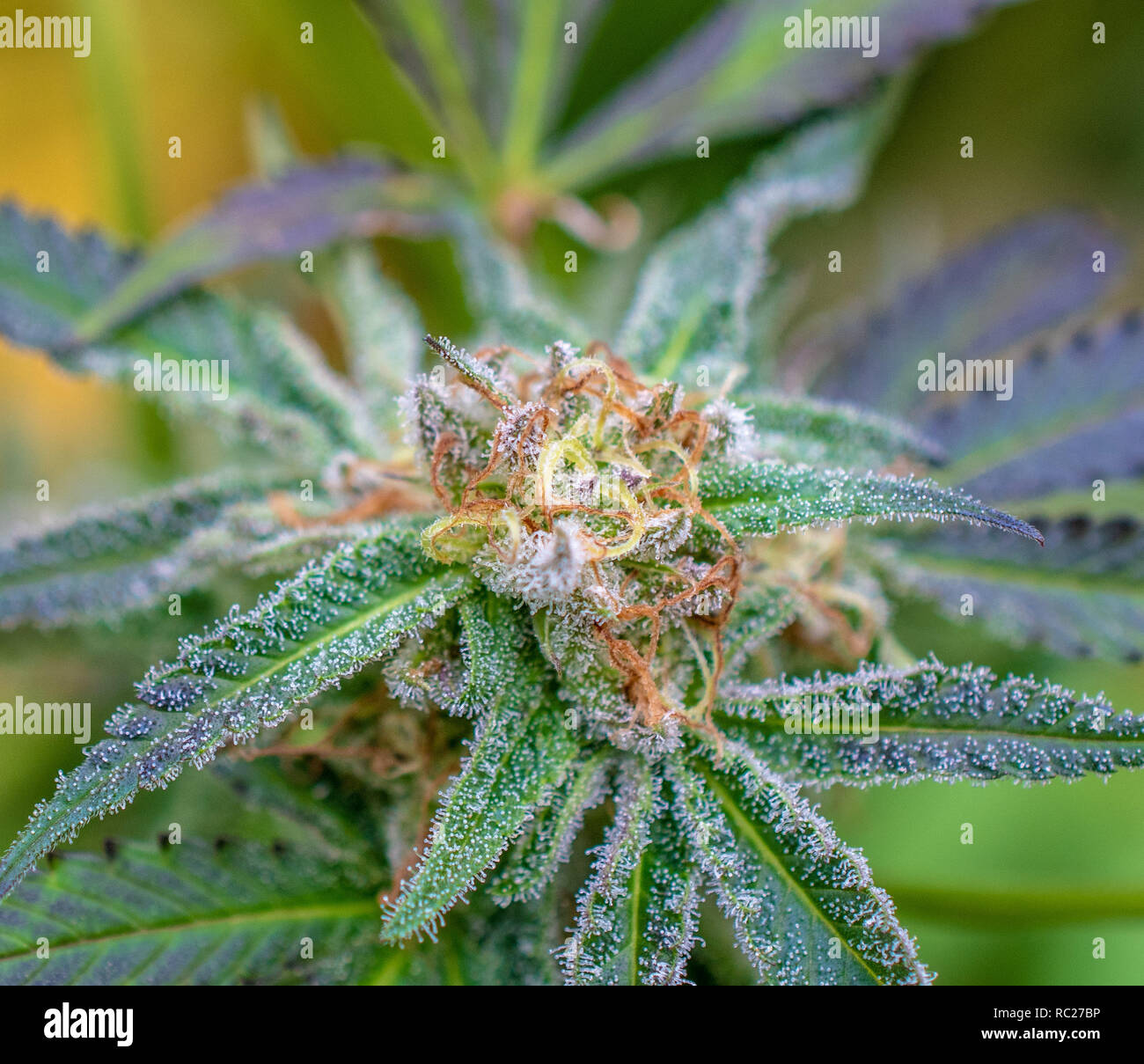 California outdoor marijuana cresciuta in particolare il ceppo viola punzone. Non rifilate sulla pianta. Foto Stock