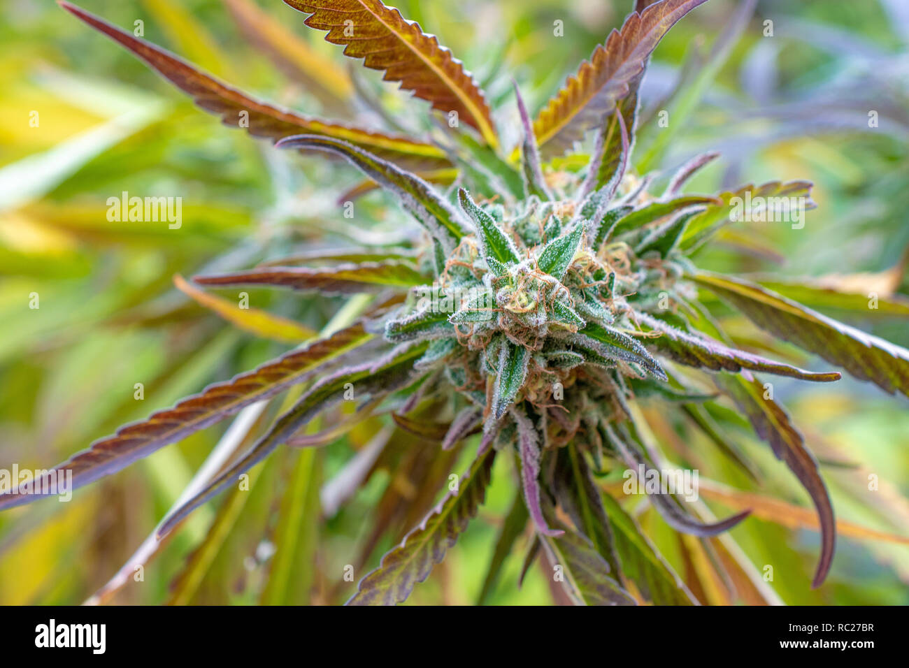 California outdoor marijuana cresciuta in particolare il ceppo viola punzone. Non rifilate sulla pianta. Foto Stock