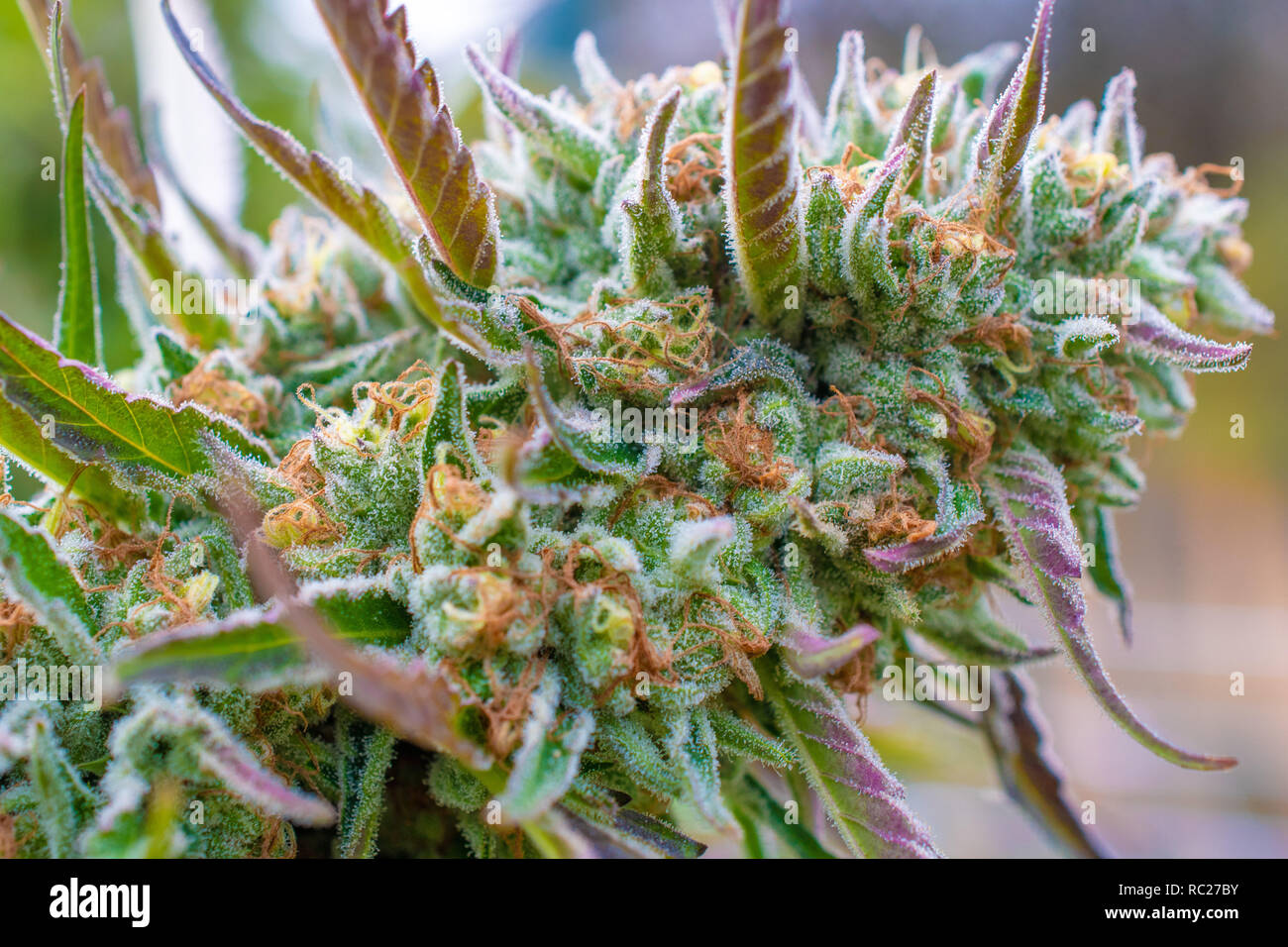 California outdoor marijuana cresciuta in particolare il ceppo viola punzone. Non rifilate sulla pianta. Foto Stock