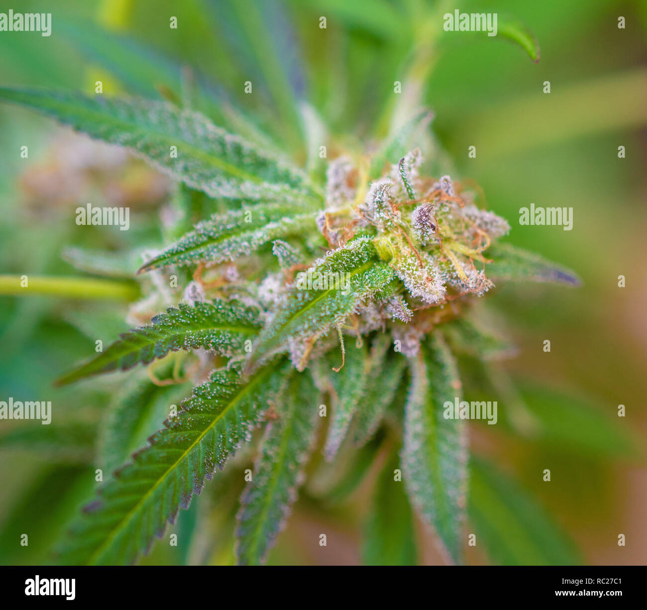 California outdoor marijuana cresciuta in particolare il ceppo viola punzone. Non rifilate sulla pianta. Foto Stock