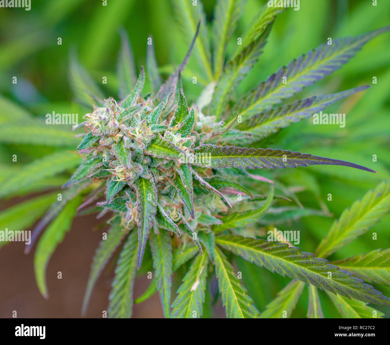 California outdoor marijuana cresciuta in particolare il ceppo viola punzone. Non rifilate sulla pianta. Foto Stock