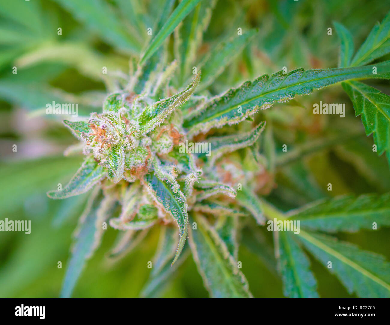 California outdoor marijuana cresciuta in particolare il ceppo viola punzone. Non rifilate sulla pianta. Foto Stock