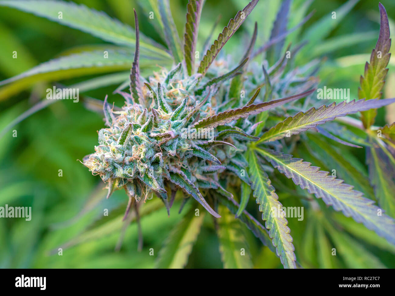 California outdoor marijuana cresciuta in particolare il ceppo viola punzone. Non rifilate sulla pianta. Foto Stock