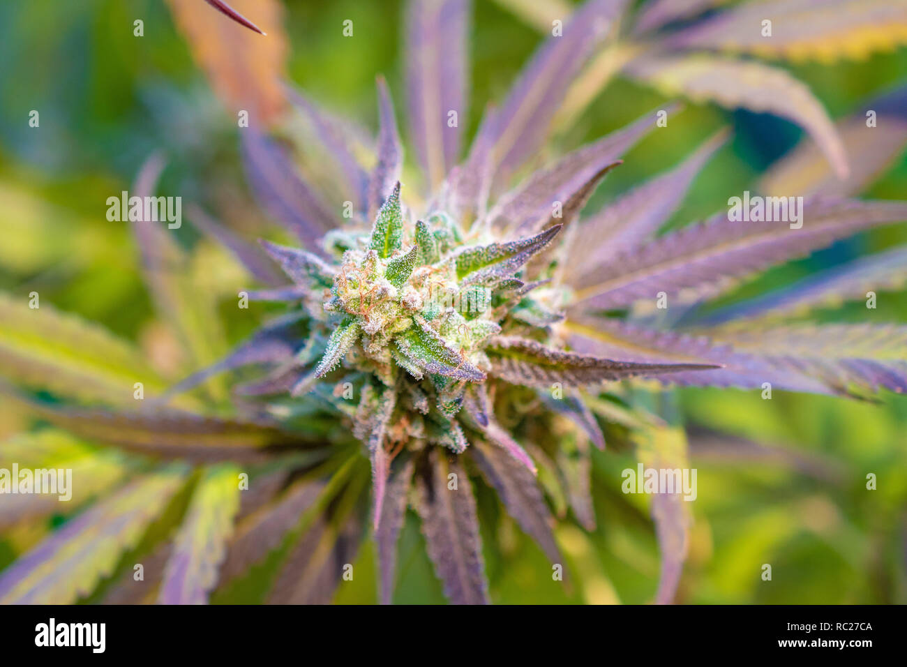 California outdoor marijuana cresciuta in particolare il ceppo viola punzone. Non rifilate sulla pianta. Foto Stock