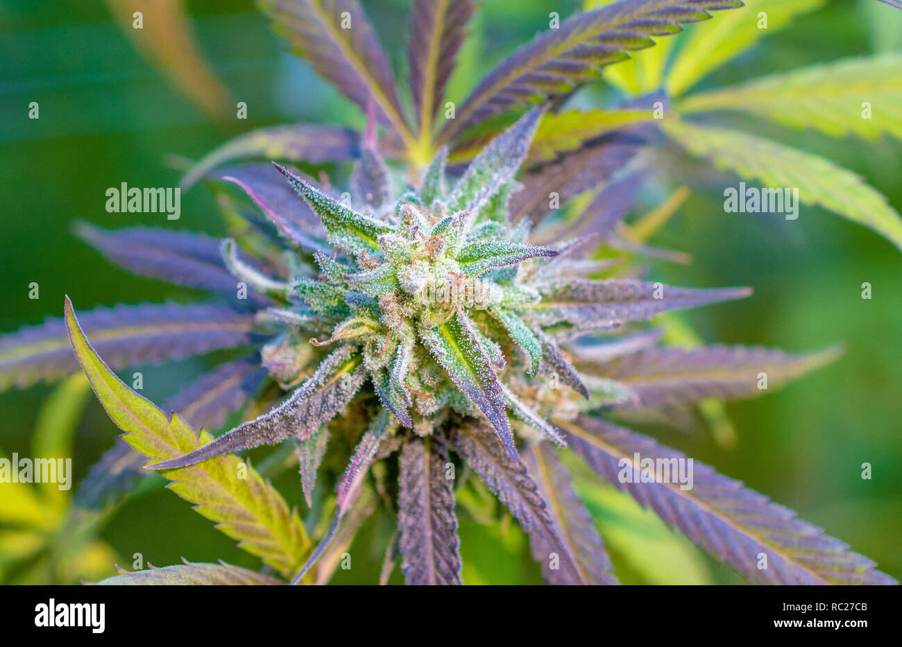 California outdoor marijuana cresciuta in particolare il ceppo viola punzone. Non rifilate sulla pianta. Foto Stock