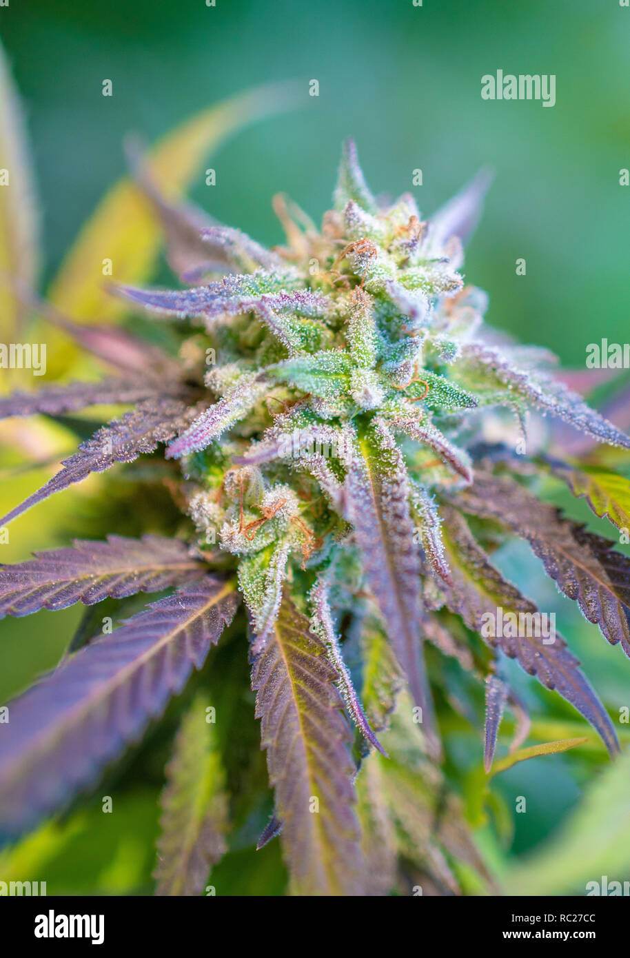 California outdoor marijuana cresciuta in particolare il ceppo viola punzone. Non rifilate sulla pianta. Foto Stock