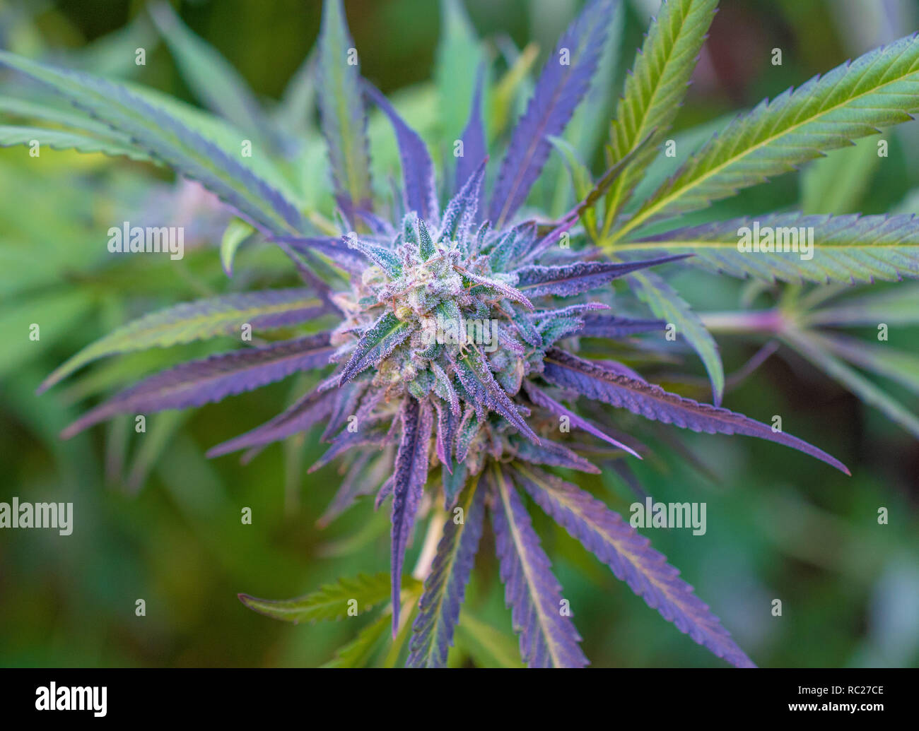 California outdoor marijuana cresciuta in particolare il ceppo viola punzone. Non rifilate sulla pianta. Foto Stock