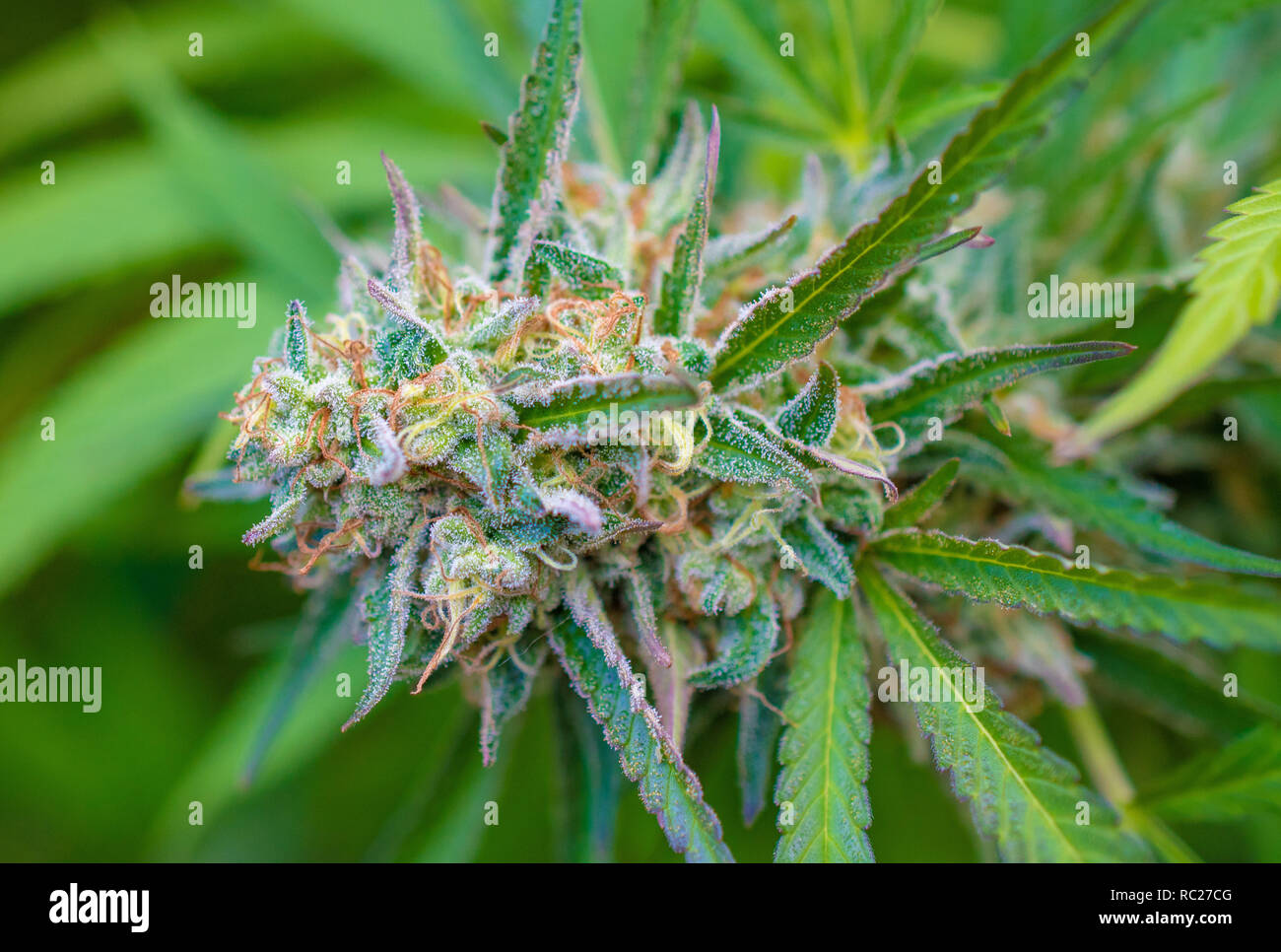 California outdoor marijuana cresciuta in particolare il ceppo viola punzone. Non rifilate sulla pianta. Foto Stock