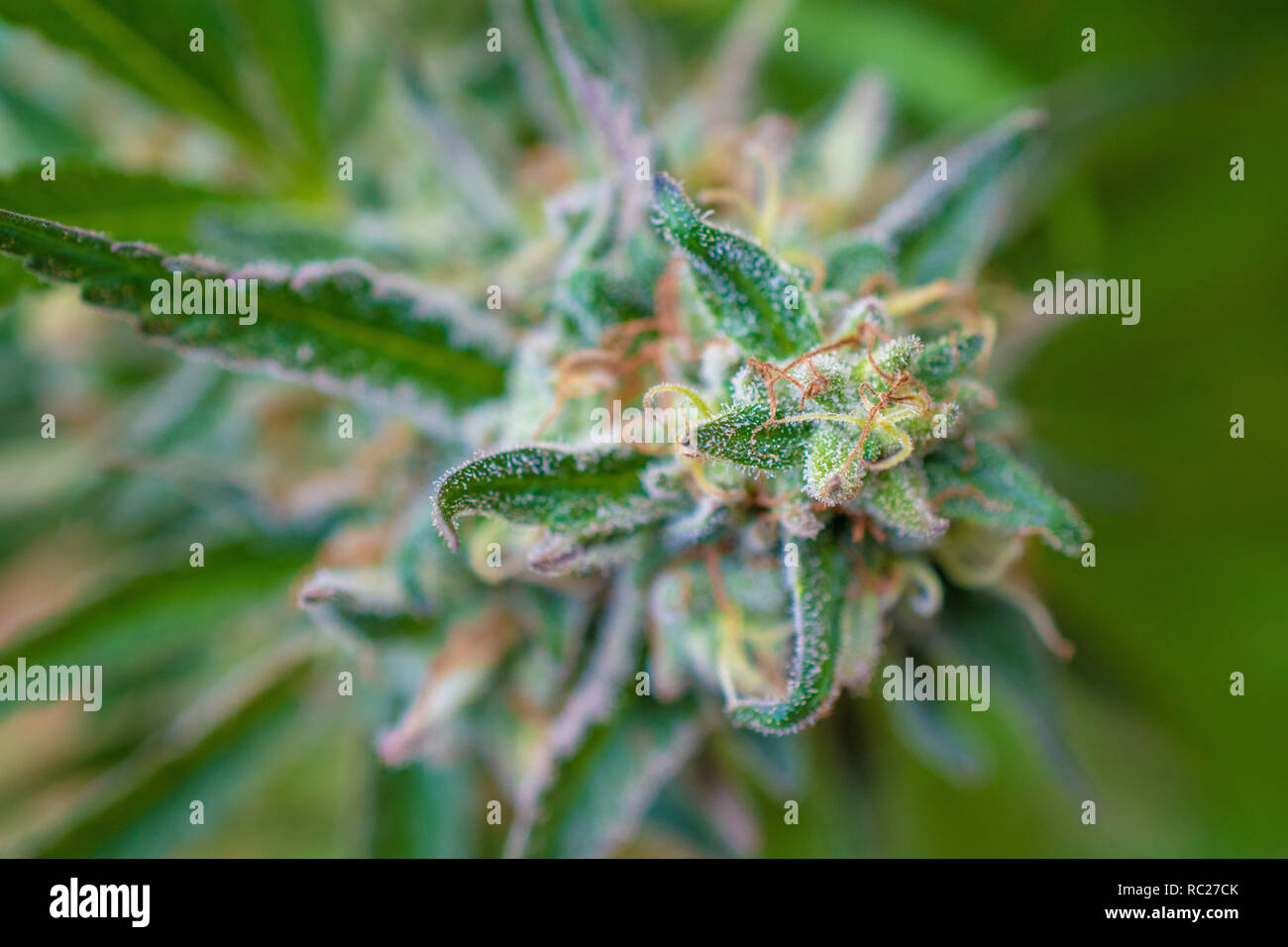 California outdoor marijuana cresciuta in particolare il ceppo viola punzone. Non rifilate sulla pianta. Foto Stock