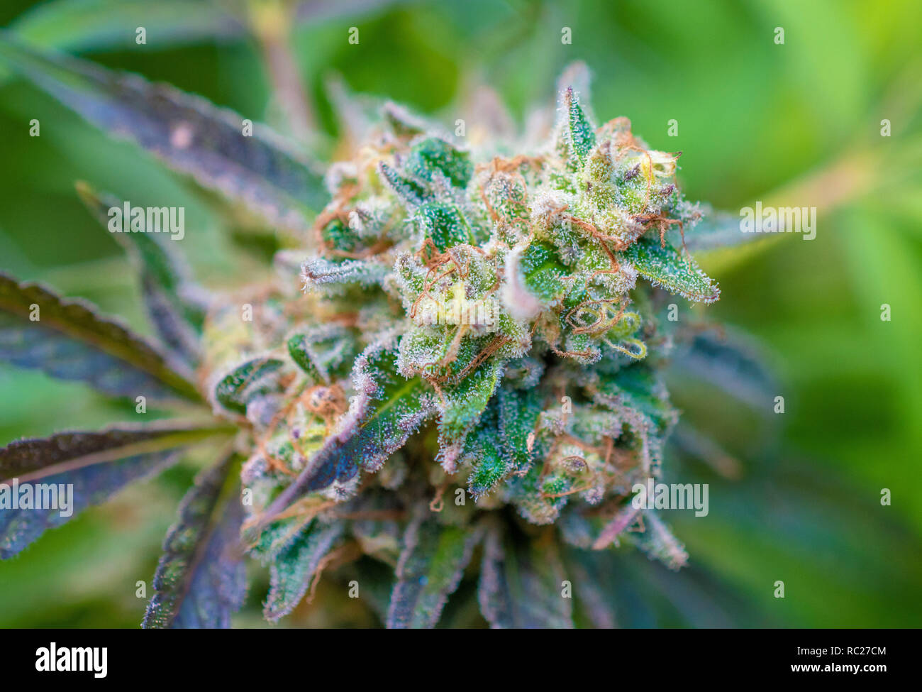 California outdoor marijuana cresciuta in particolare il ceppo viola punzone. Non rifilate sulla pianta. Foto Stock