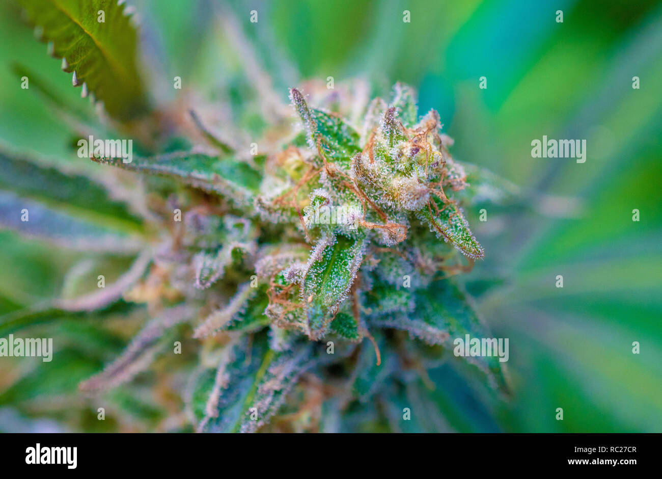 California outdoor marijuana cresciuta in particolare il ceppo viola punzone. Non rifilate sulla pianta. Foto Stock