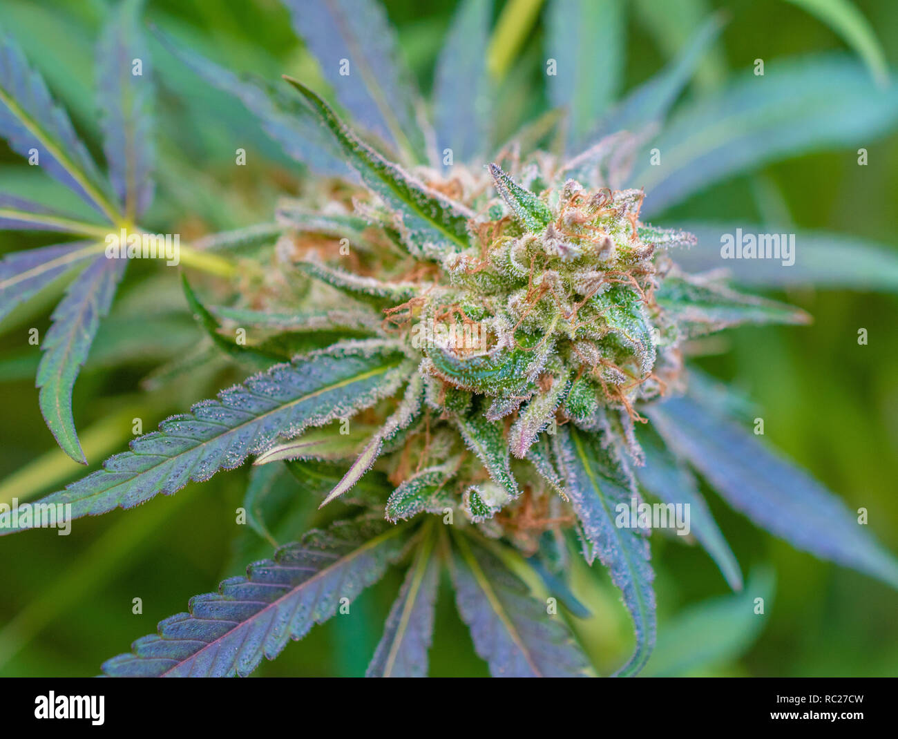 California outdoor marijuana cresciuta in particolare il ceppo viola punzone. Non rifilate sulla pianta. Foto Stock