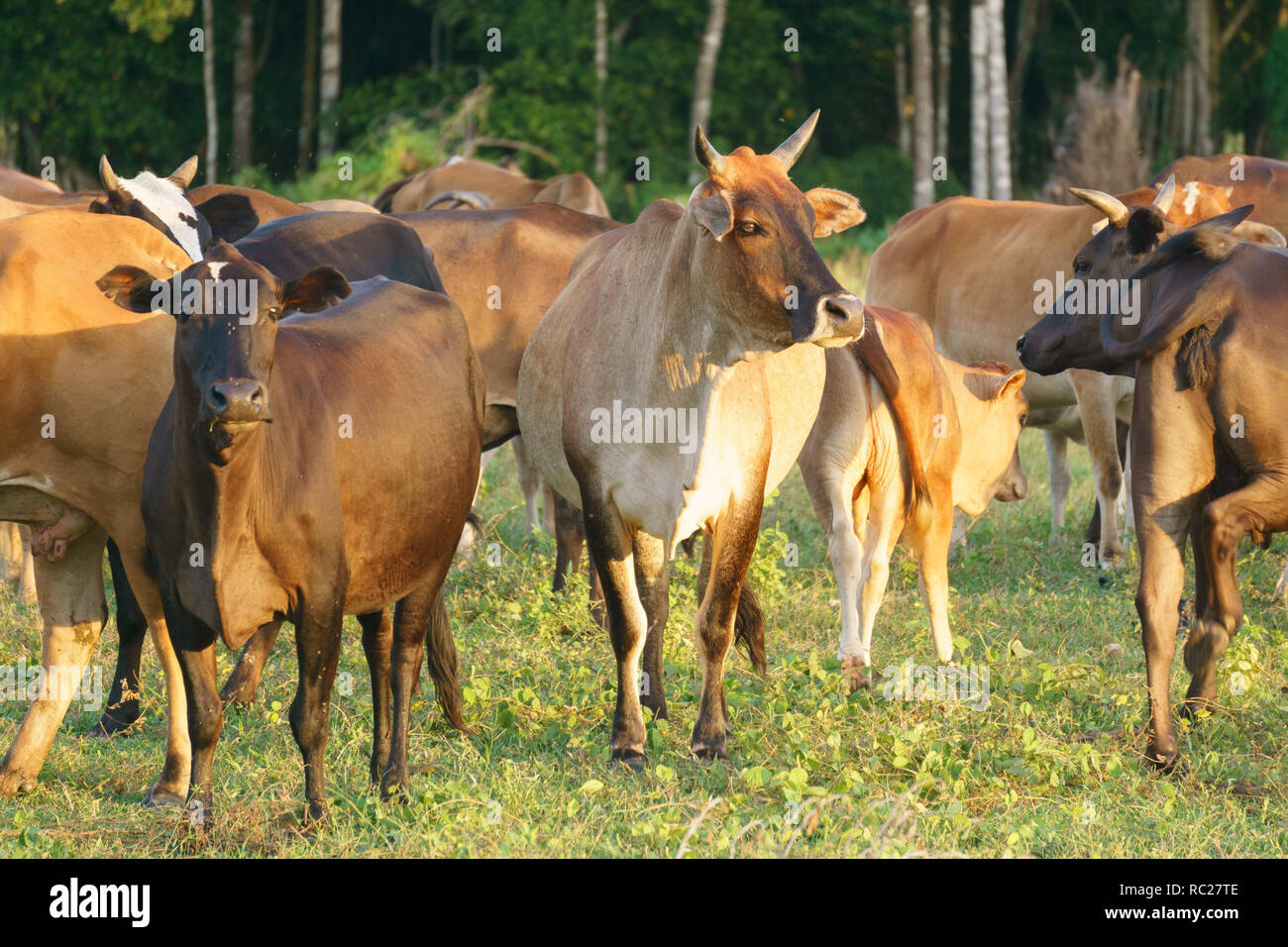 Bestiame bovino pascolano erba al ranch tropicale a Sabah Borneo Malese. Foto Stock
