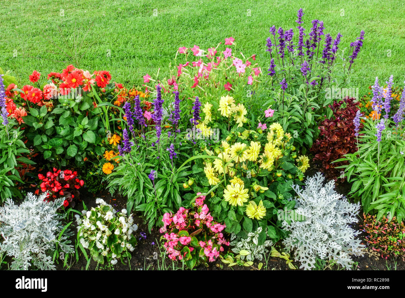 Annuali letto fiori giardino annuali duri annuali confine misto aiuole dahlias Foto Stock