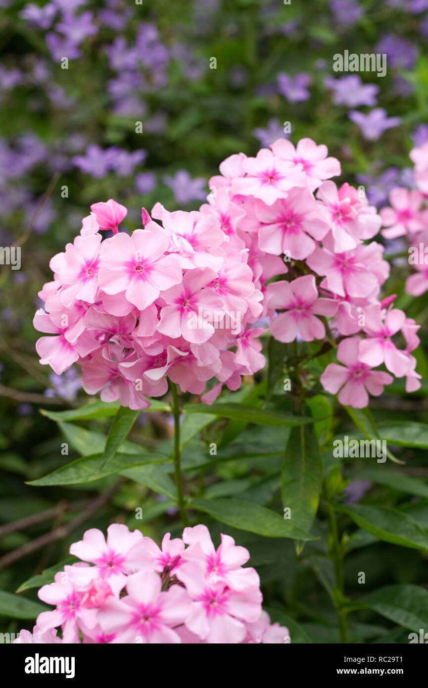 Phlox paniculata "Glamis' fiori in un confine erbacee. Foto Stock