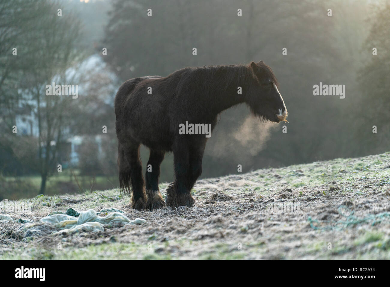 Espirate cavallo vapore durante il freddo [5 9] Foto Stock