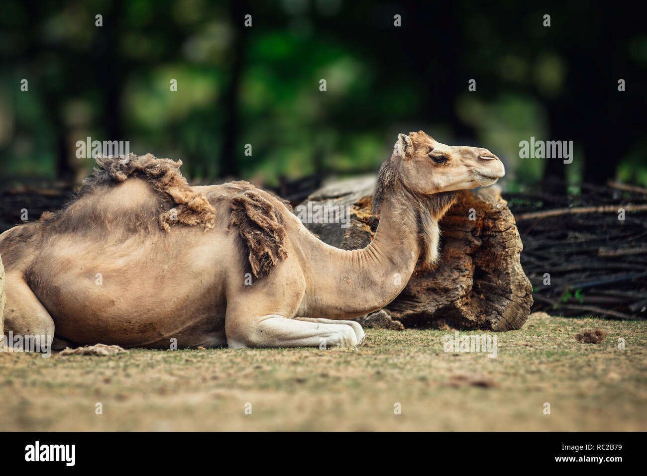 Camel posa sul prato con un po' di pelliccia invernale avanzi di pelle. Foto Stock