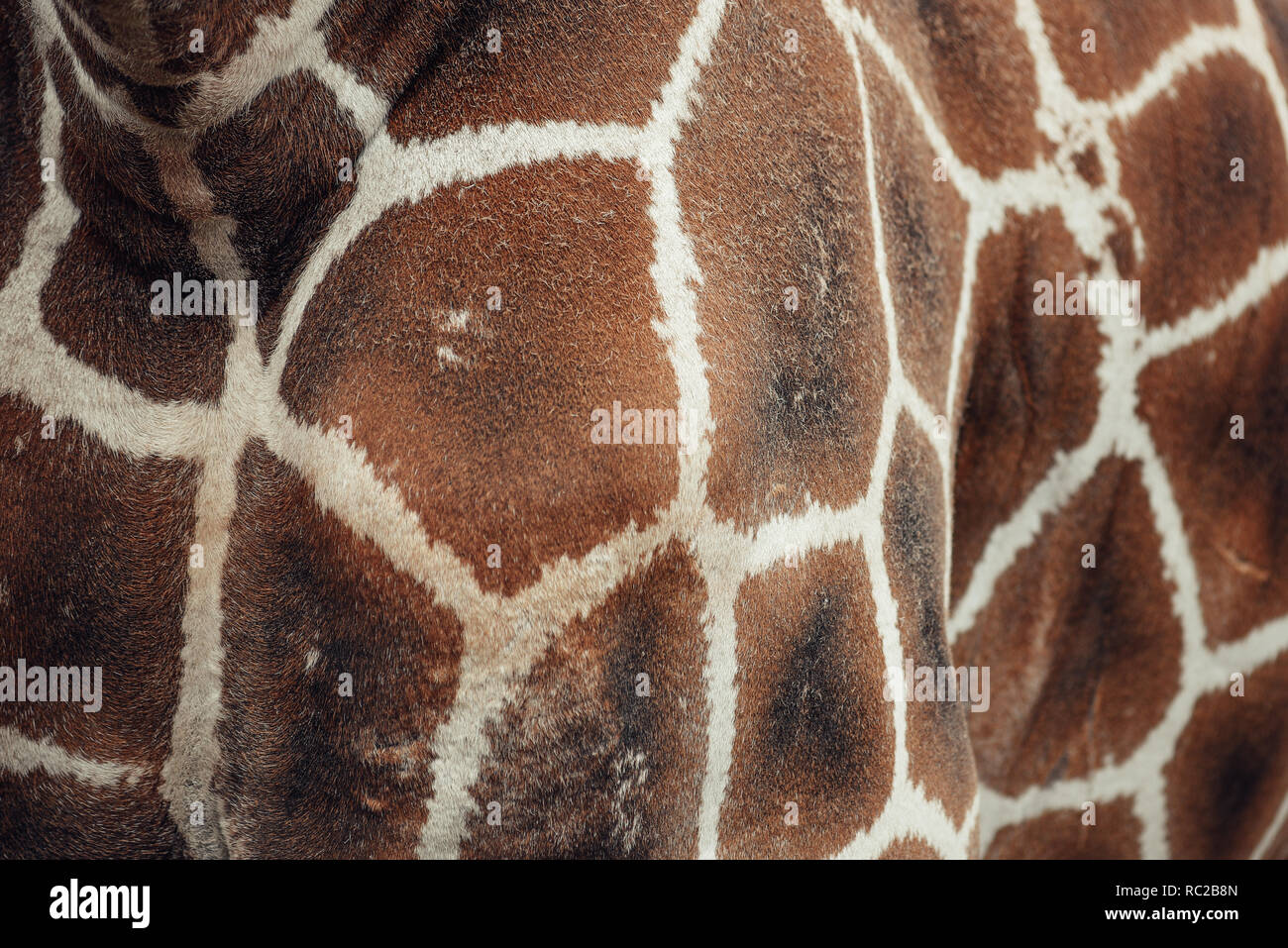 Giraffa modello di pelle, texture. Foto Stock