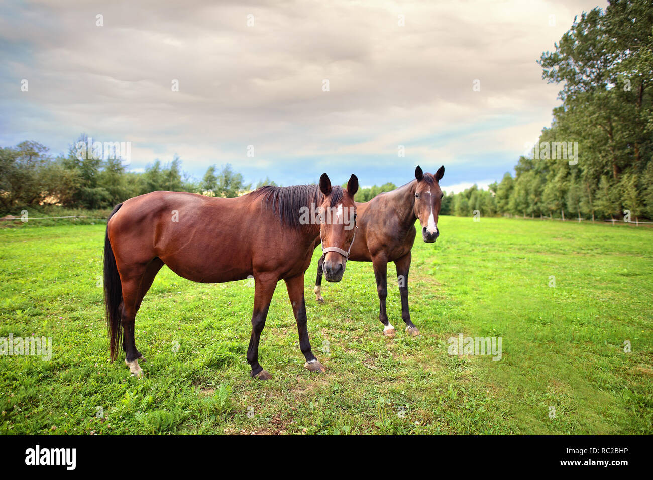 Allevamento di cavalli su erba verde Foto Stock