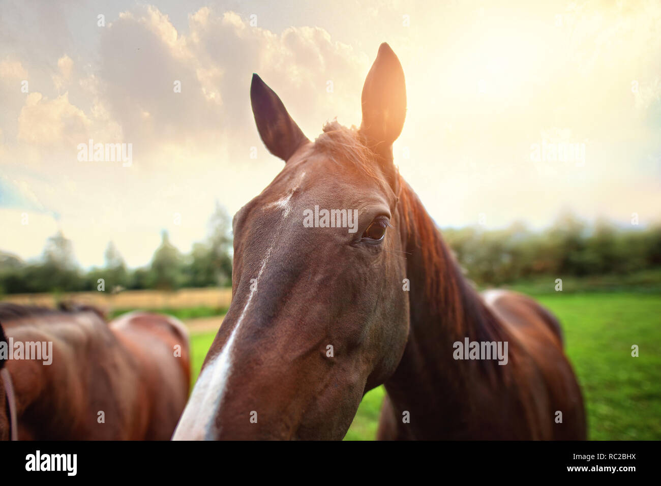 Close-up sulla testa di un cavallo marrone Foto Stock