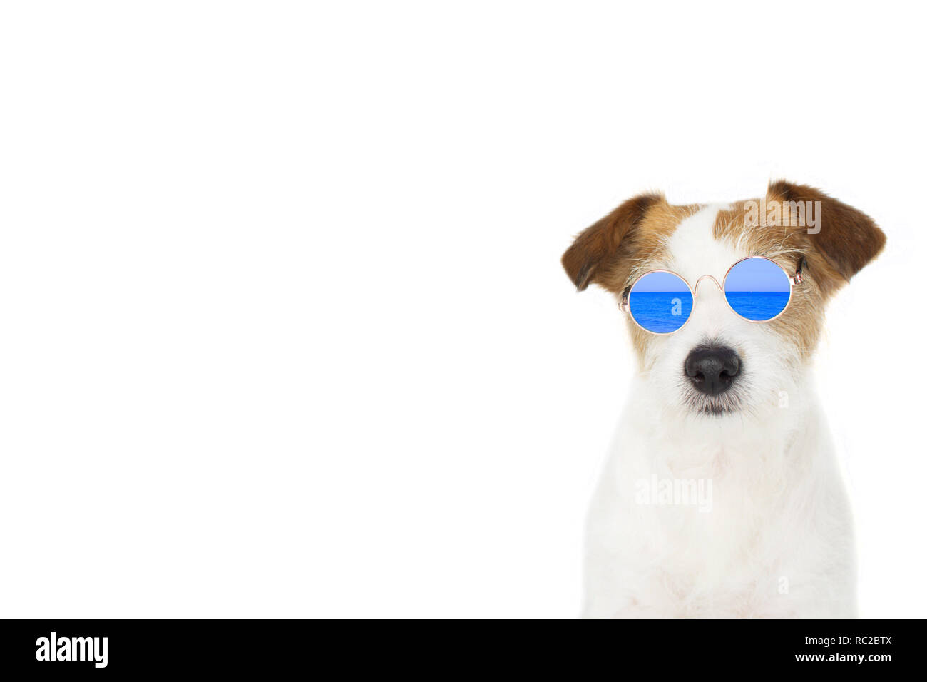 Cane estate. Moda Jack Russell cane blu da indossare occhiali a specchio  isolati su sfondo bianco pronto per la spiaggia. BANNER spazio per il testo.  Sfondo bianco Foto stock - Alamy