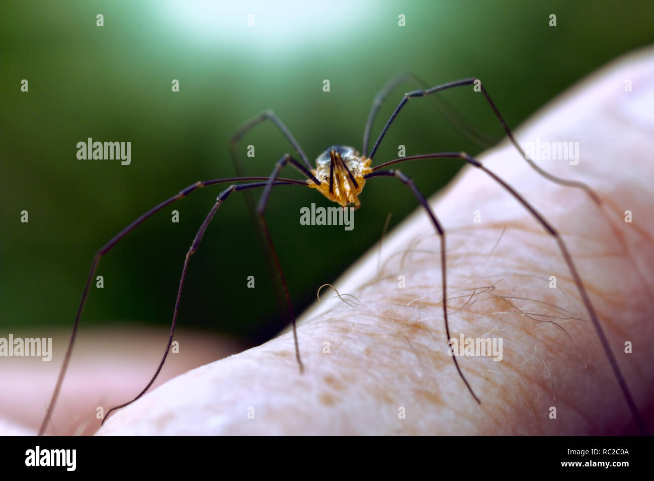 Ragno con gambe lunghe sul dito umano Foto Stock