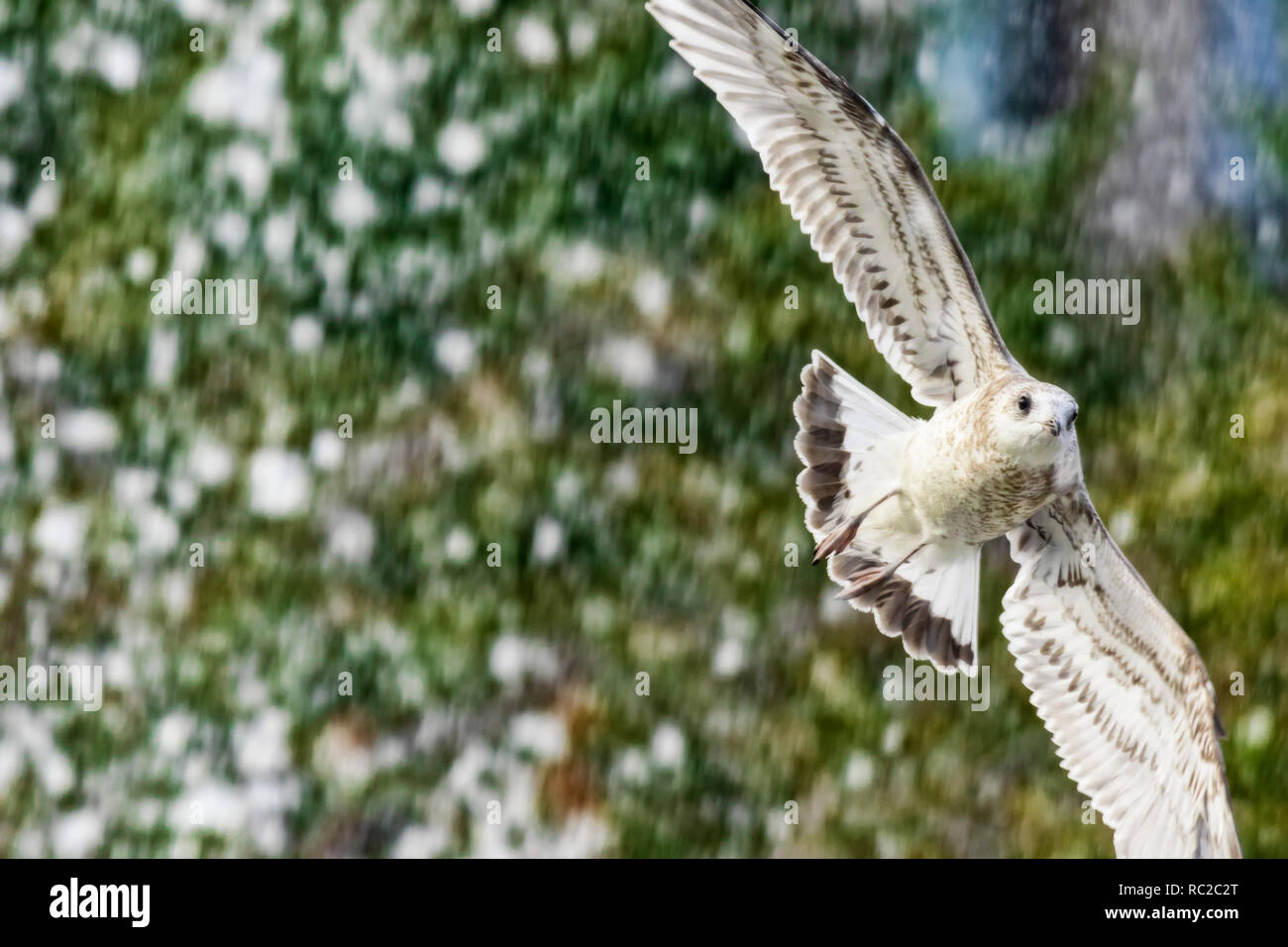 Giovani seagull in estate park Foto Stock