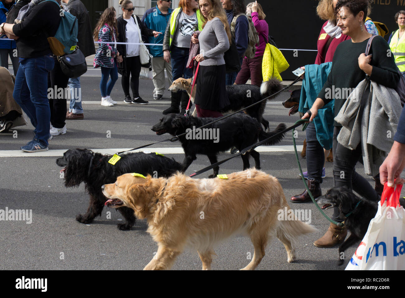 Un gruppo di cani e i loro proprietari si affollano le strade di Londra per il 'wooferendum' una dimostrazione contro Brexit che esigeva una seconda votazione Brexit. Foto Stock