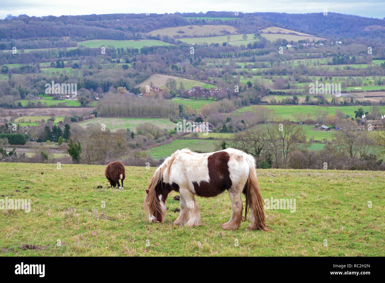 Una razza di piccoli cavalli, probabilmente un cavallo zingaro, mangia l'erba in un campo di collina in North Downs, vicino Shoreham. Una pecora nera sfiori oltre il hors Foto Stock