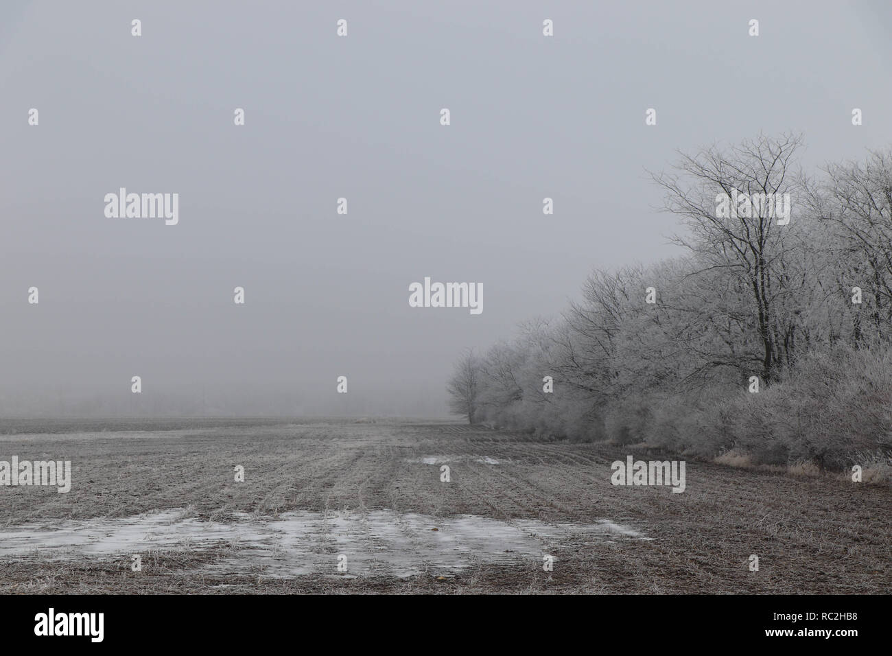 Nebbia congelata, la nebbia si congela sulla superficie di ambiente quando la temperatura è sufficientemente freddo. Foto Stock