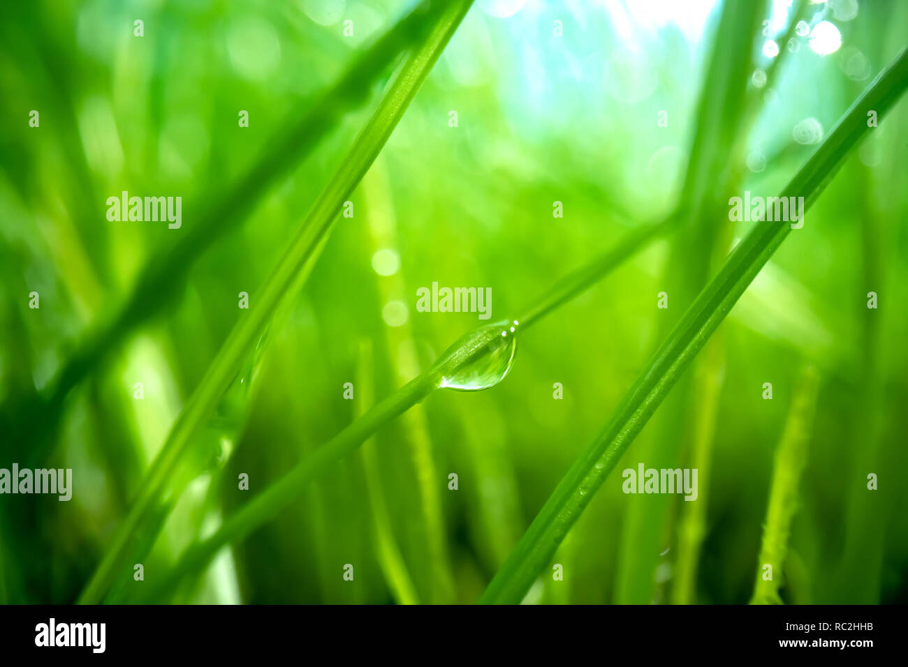 Erba verde close-up super le riprese in modalità macro. Foto Stock