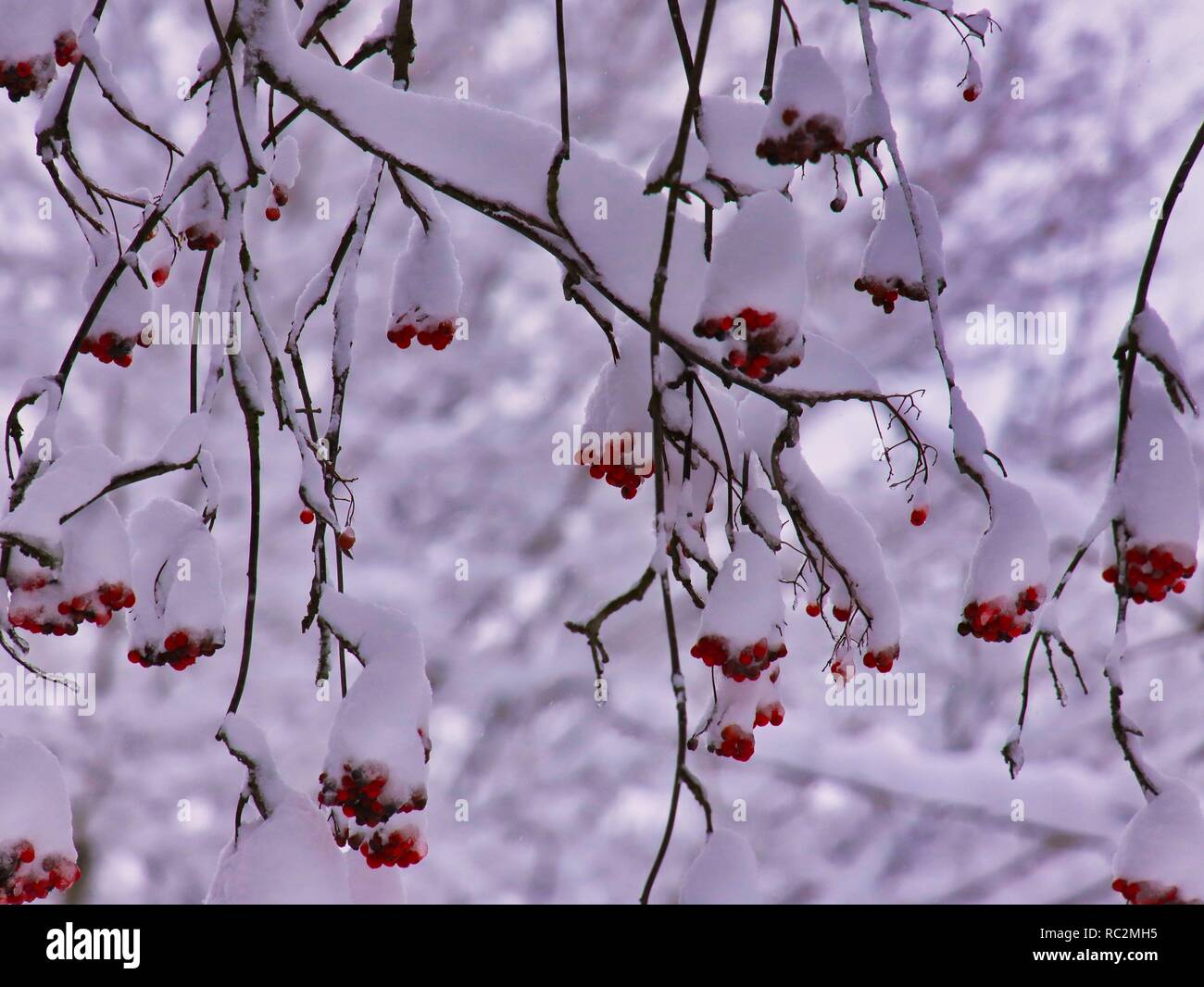 Congelati dalla neve e dal ghiaccio Foto Stock