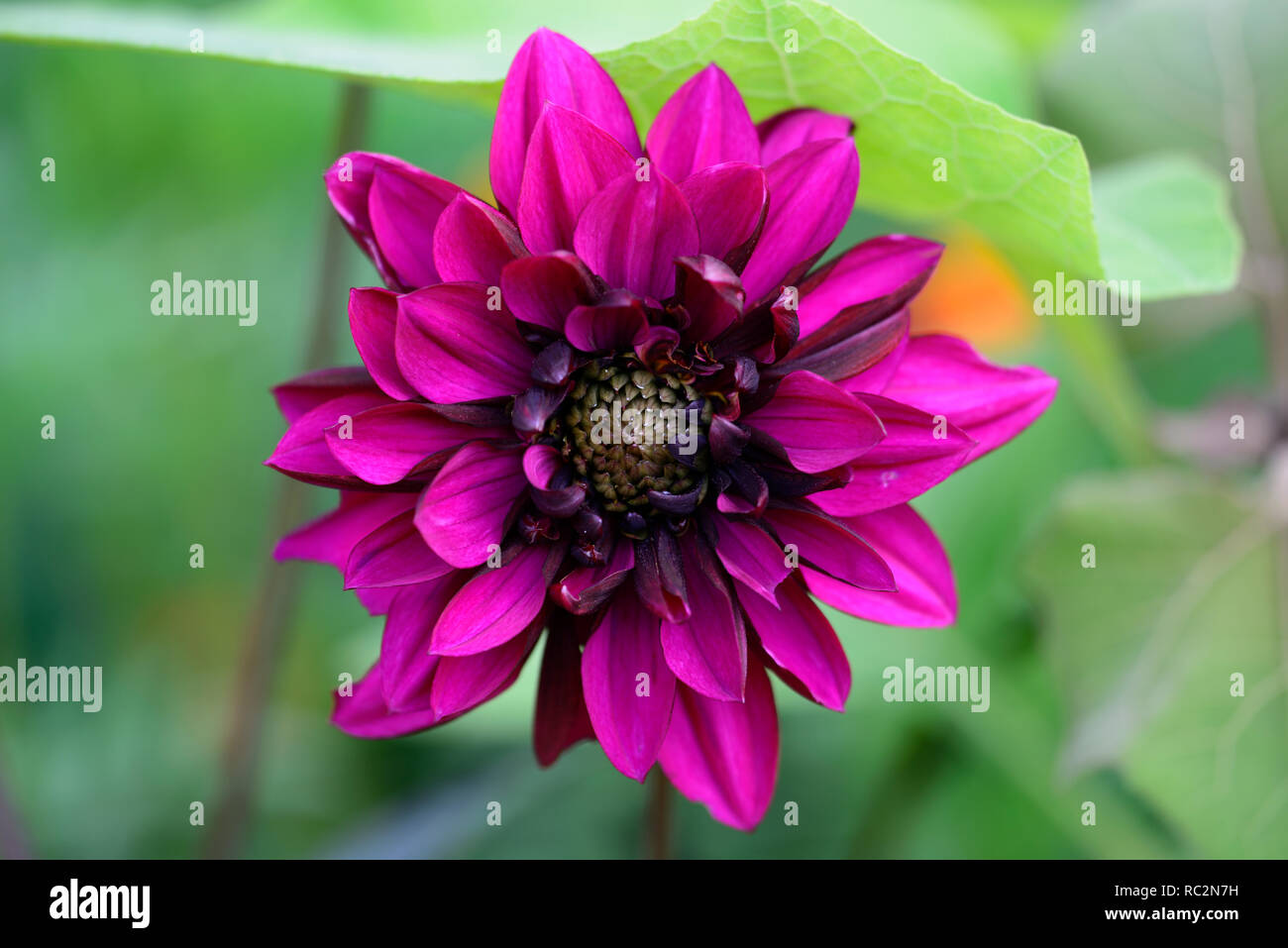 Dahlia Engelhardt Il Matador,viola fiori rosa,fioritura,perenne,vibrante rosa,dalia decorativa,RM Floral Foto Stock