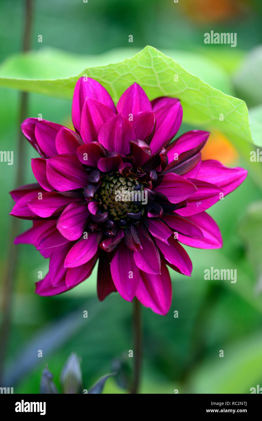 Dahlia Engelhardt Il Matador,viola fiori rosa,fioritura,perenne,vibrante rosa,dalia decorativa,RM Floral Foto Stock