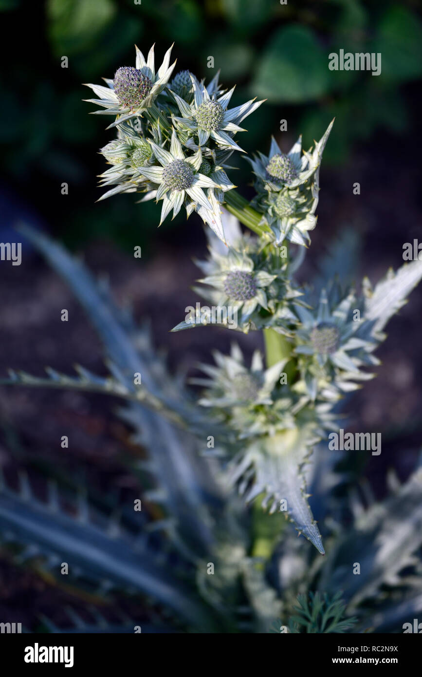 Eryngium deppeanum,grigio argento fogliame,foglie,pungenti,fico d'india,impianto architettonico,eryngium,seaholly,blu verde fiori,fioritura,RM floral Foto Stock