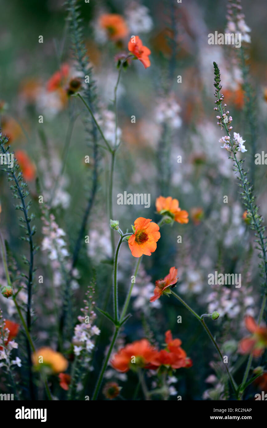 Geum Princess Juliana,syn Prinses Juliana,Linaria che ricordano le pesche,Toadflax,peach fiori gialli,arancio fiori,fioritura gambi,guglie,mix,miscelati,combinazione,RM Foto Stock