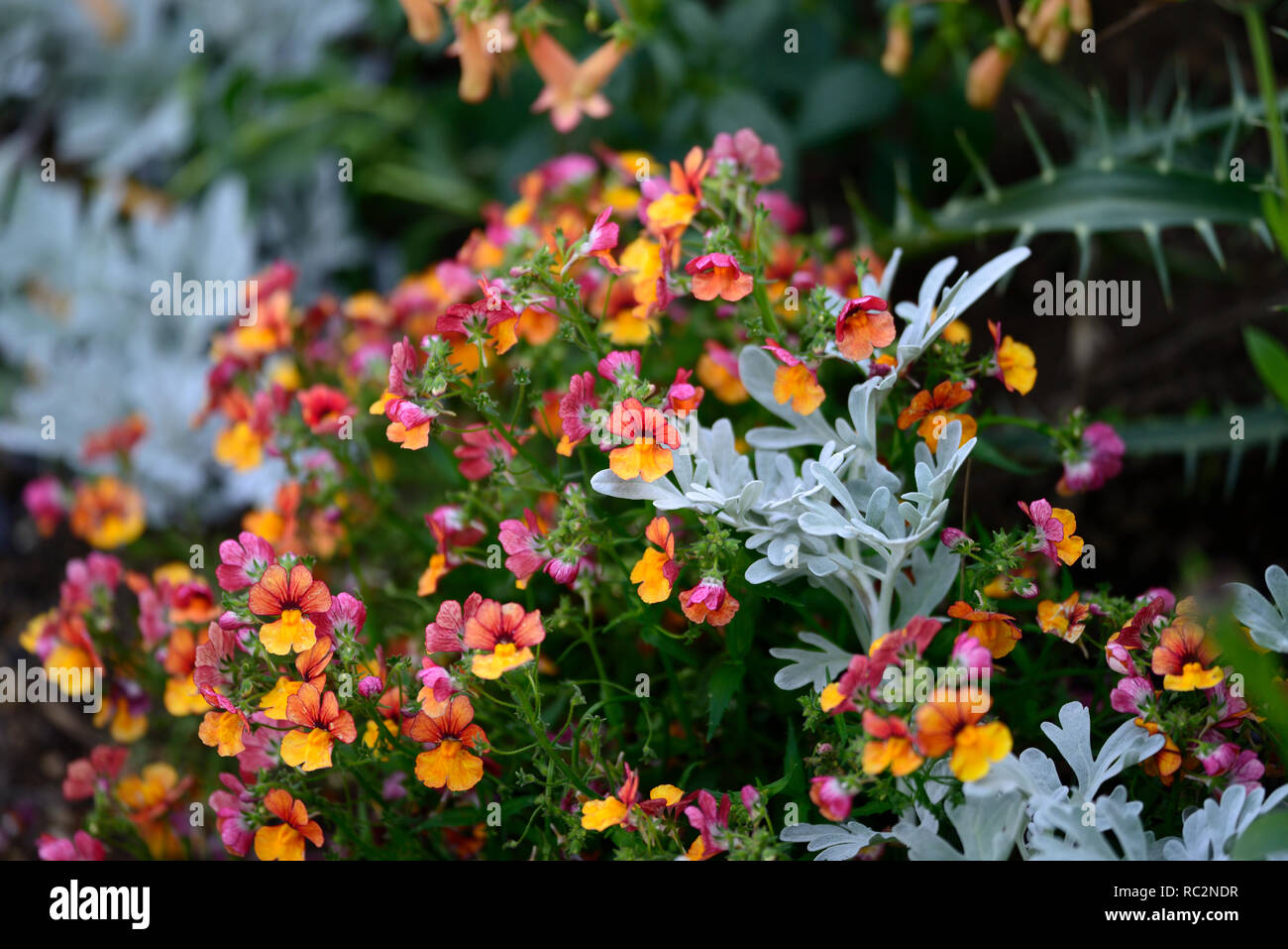 Nemesia Sunsatia Plus poco Orange,Artemisia stelleriana Mori la forma,arancio fiori,foglie argento fogliame,contrasto,contrastano,piantando mescolato schema, Foto Stock