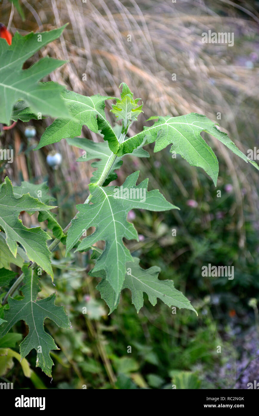 Montanoa bipinnatifida,crisantemo Tree,pom pom Tree,foglie verdi,fogliame,arbusto sempreverde,giardino tropicale,RM Floral Foto Stock