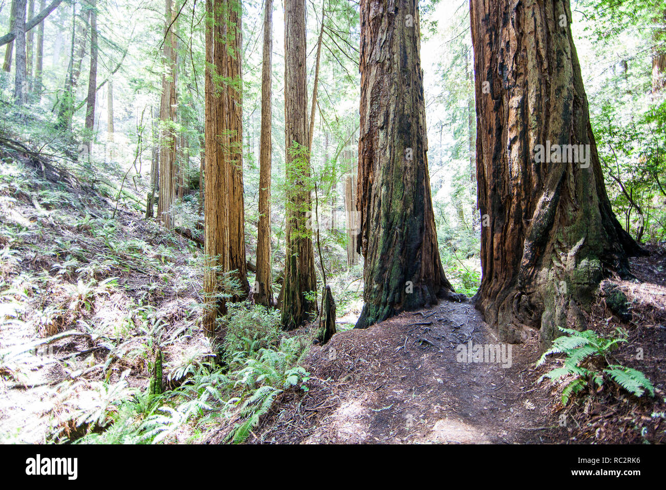 Percorso attraverso giant redwoods, Mt Tamalpais National Park, Marin County, California del Nord, Stati Uniti Foto Stock