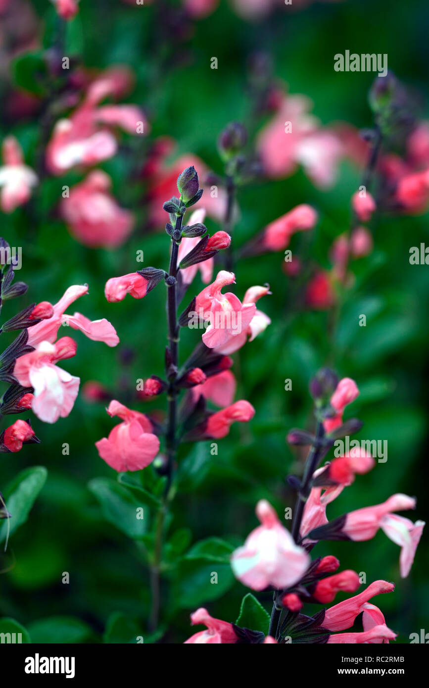 La salvia x jamensis El Durango,coral fiori,fioritura,perenne,blooming,RM Floral Foto Stock